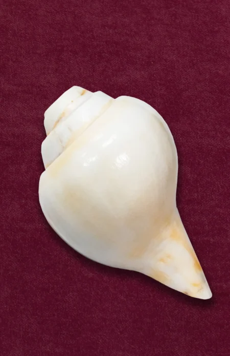 Conch Shell