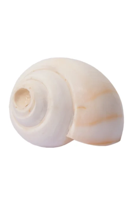 Conch Shell - Image 4