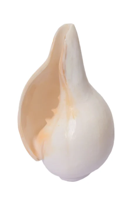 Conch Shell - Image 2