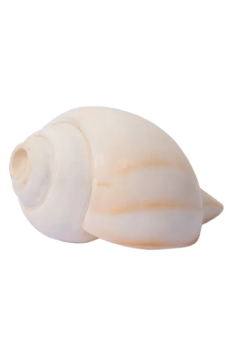Conch Shell - Image 3